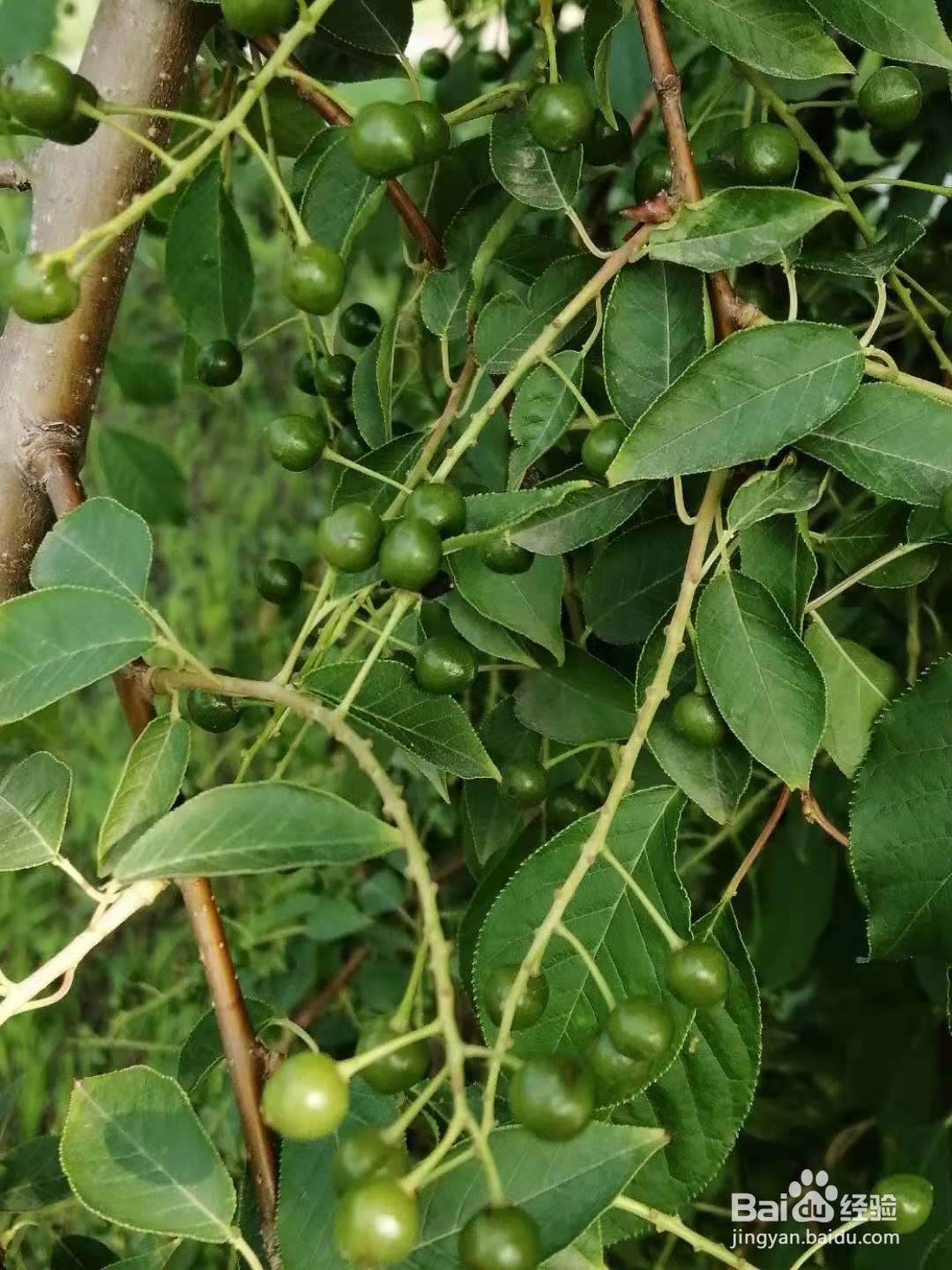 手机怎样使照片内容边缘更清晰