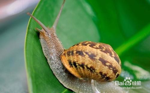 如何有效除吃菜的蜗牛？