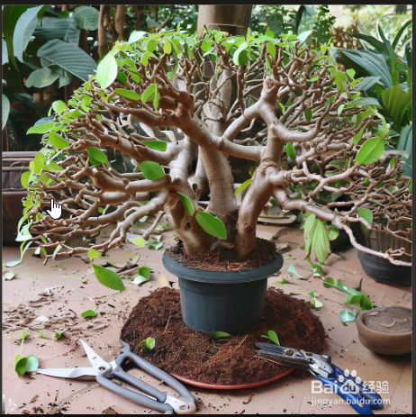 家庭榕树盆景怎么养
