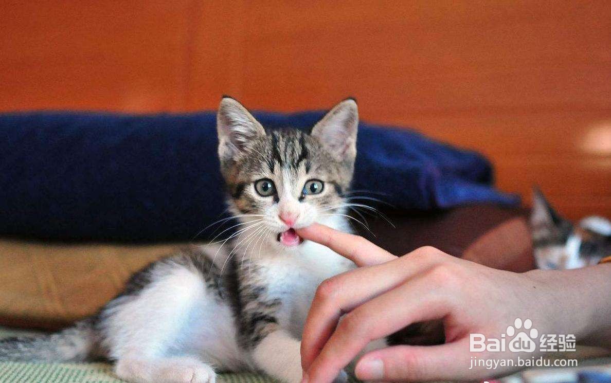 怎么制止猫咪玩水？