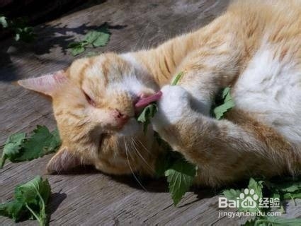 猫卡喉咙了怎么办