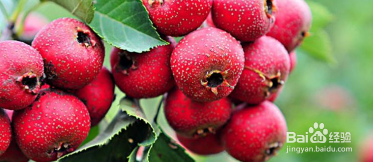 食欲不振怎么通过食疗进行调理 ?