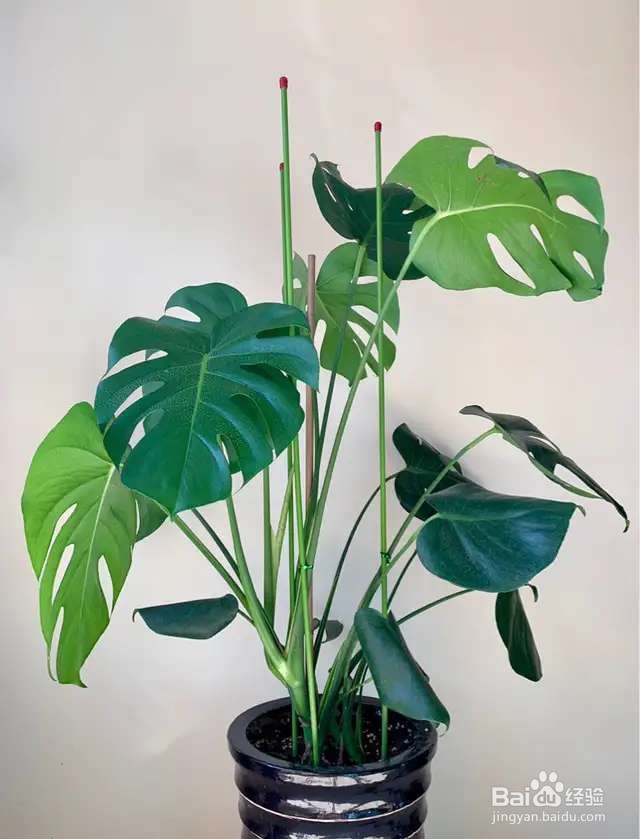 养花先养根,根系壮了,花才长得更好