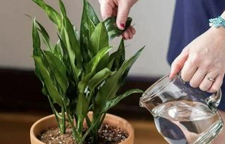 怎样让鲜花水养更久