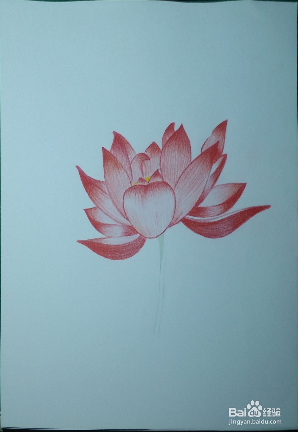 第一次画彩铅——荷花