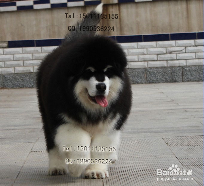 阿拉斯加犬价格