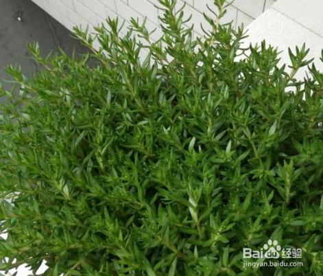 垂盆草有什么繁殖方法