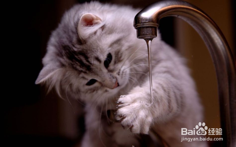 猫咪滴耳液的正确使用方法