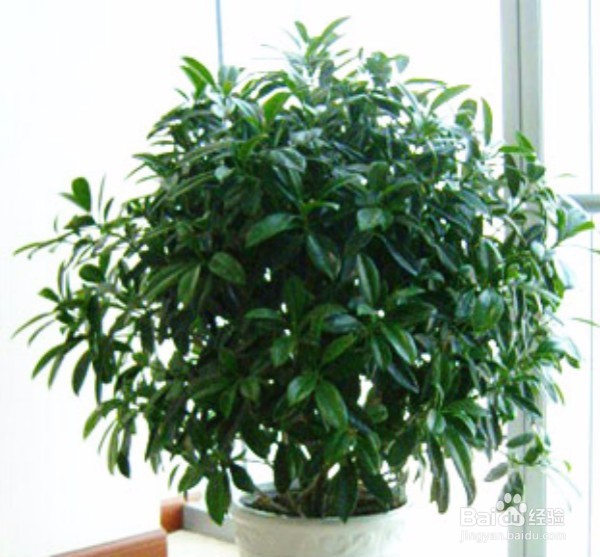 家里放哪些花会让家人更长寿