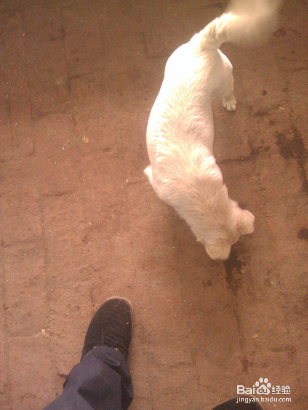 怎样让小狗吃钙片?【小狗不吃钙片怎么办?】