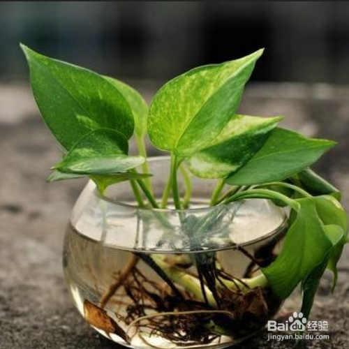 水养绿萝应加多少水?