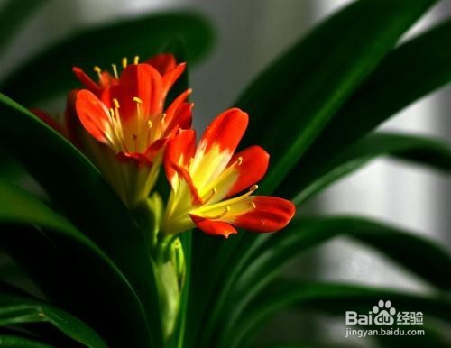 家中的君子兰怎么去养护