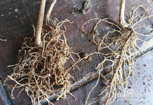 解决花生重茬的方法有哪些