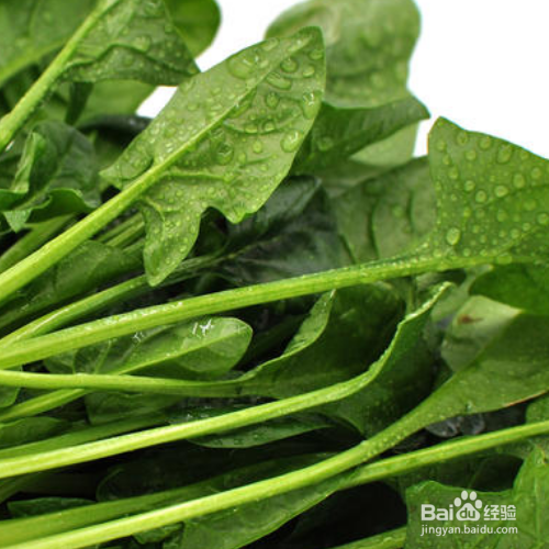 菠菜种植的时间和方法