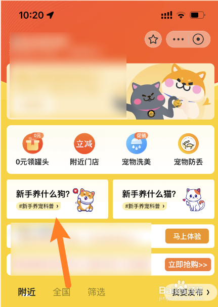 适合新手养的犬种