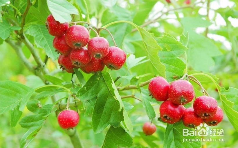 山楂的药用价值