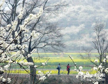 国内赏花攻略——梨花篇