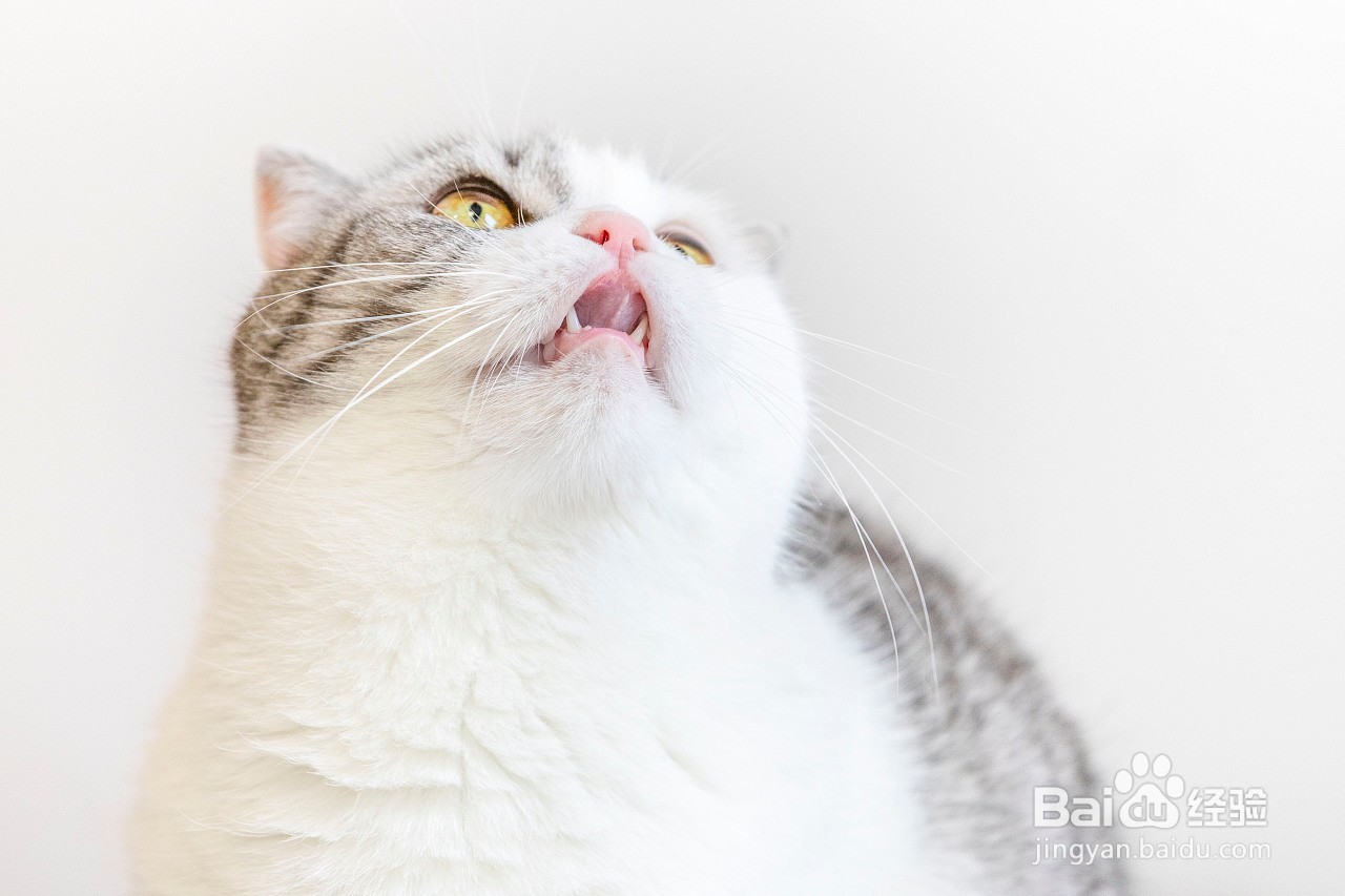 猫咪化毛膏和猫草哪个好