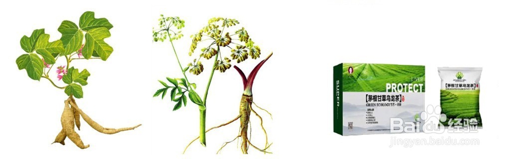 护肝茶怎么喝才有效
