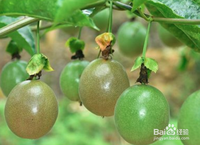 百香果枯萎怎么救活