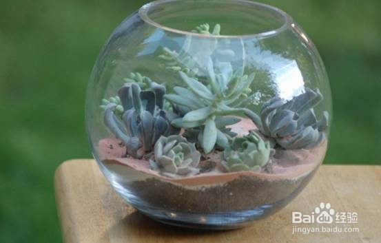 DIY多肉水晶球种植器