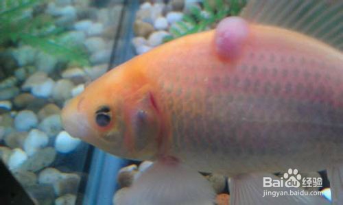 小鱼苗怎么养才不会死