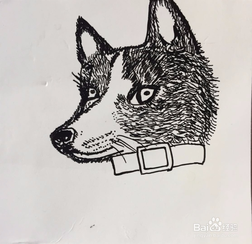 茉莉蜡笔手绘之萌宠哈士奇