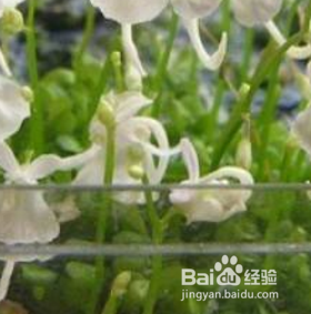 小白兔狸藻怎么养水培