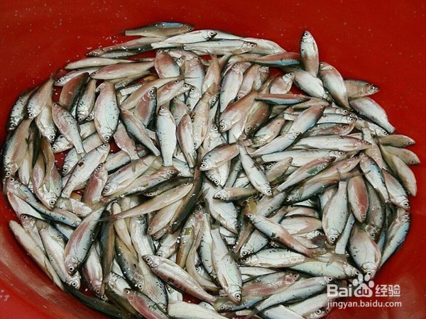 如何区分蝌蚪和小鱼