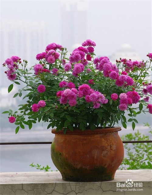 什么植物适合摆放在客厅?客厅植物选择技巧