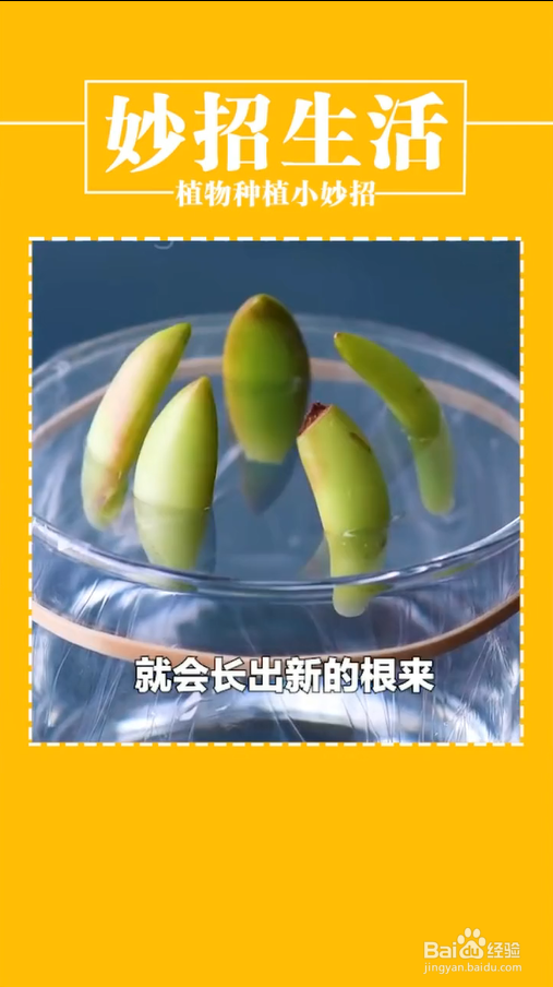 植物种植小妙招