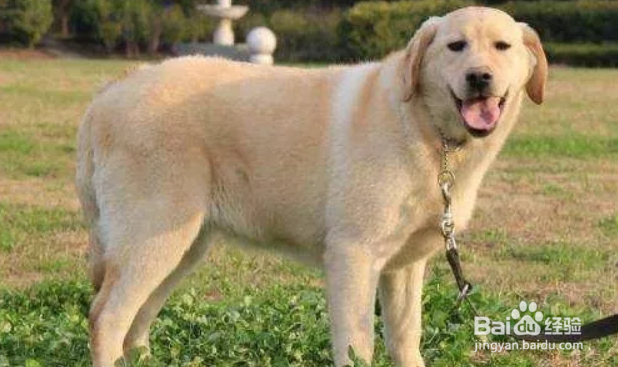 近几年最烧钱狗狗排名