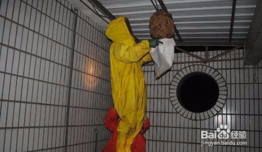 遇到马蜂或者马蜂窝怎么办