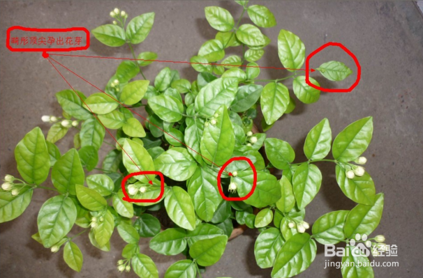 茉莉花的养殖方法