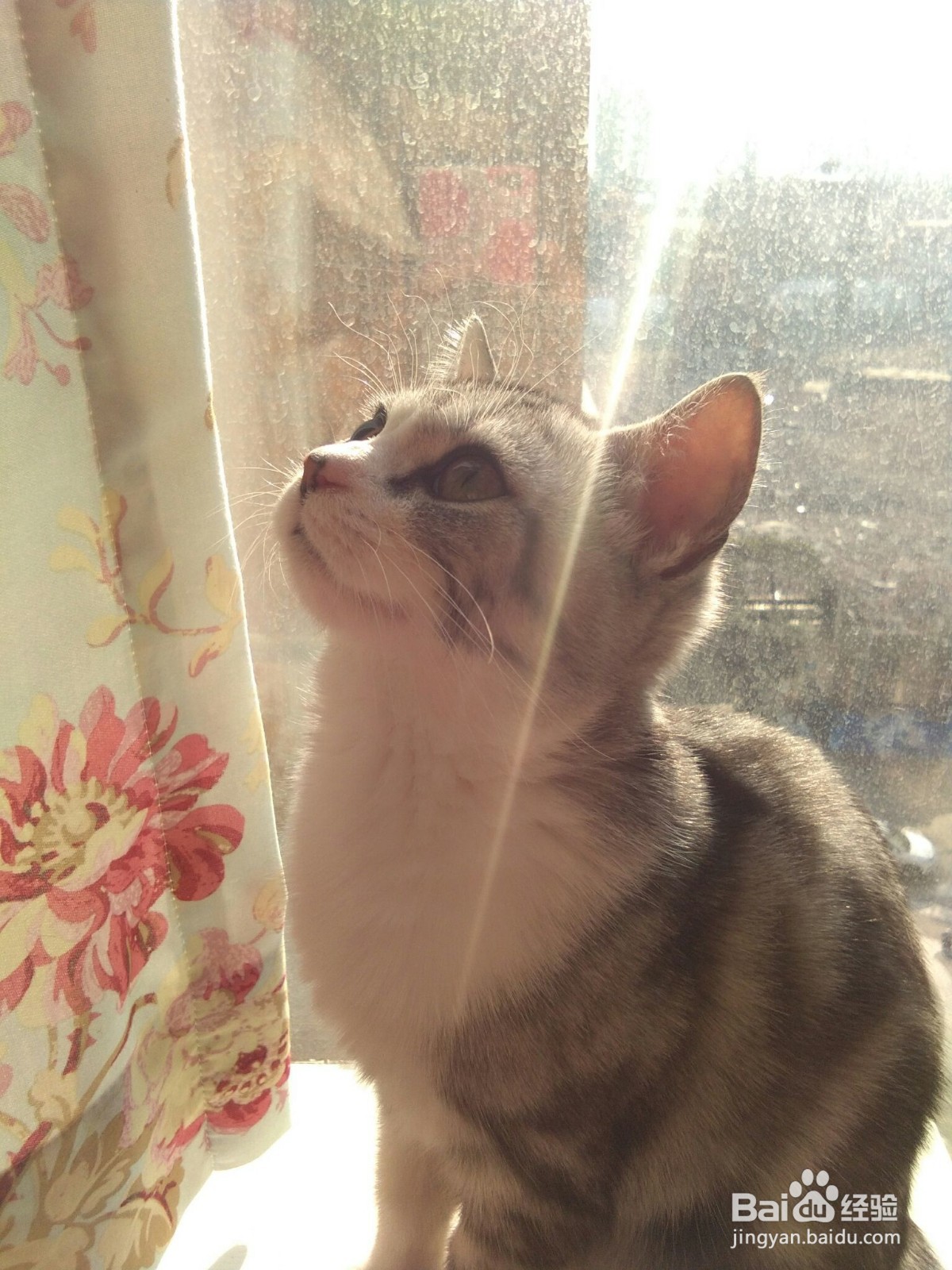 小猫有眼屎怎么办