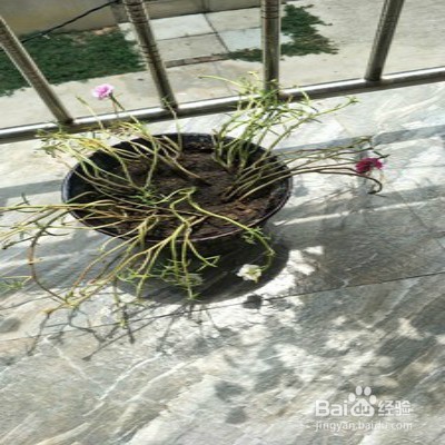 秋季种植太阳花注意事项