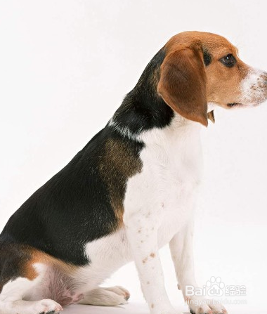 米格鲁猎兔犬的生活习性
