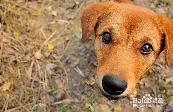 养中华田园犬注意事项