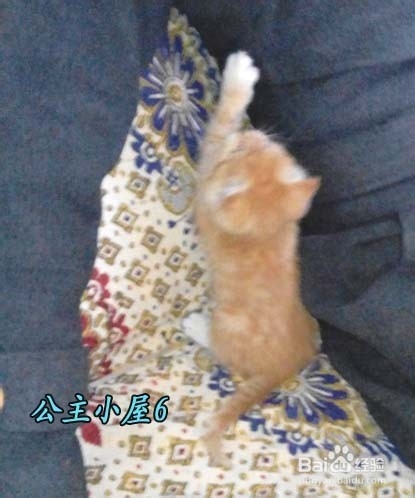 怎样才能养“活”小猫