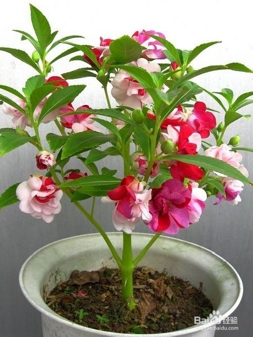 适合四月底五月初的盆栽的植物有哪些？