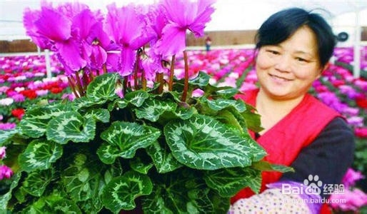 仙客来养殖方法和注意事项