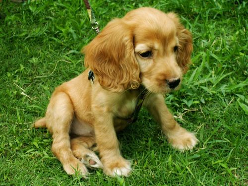 可卡犬价格|可卡训练|为可卡犬自制健康狗粮