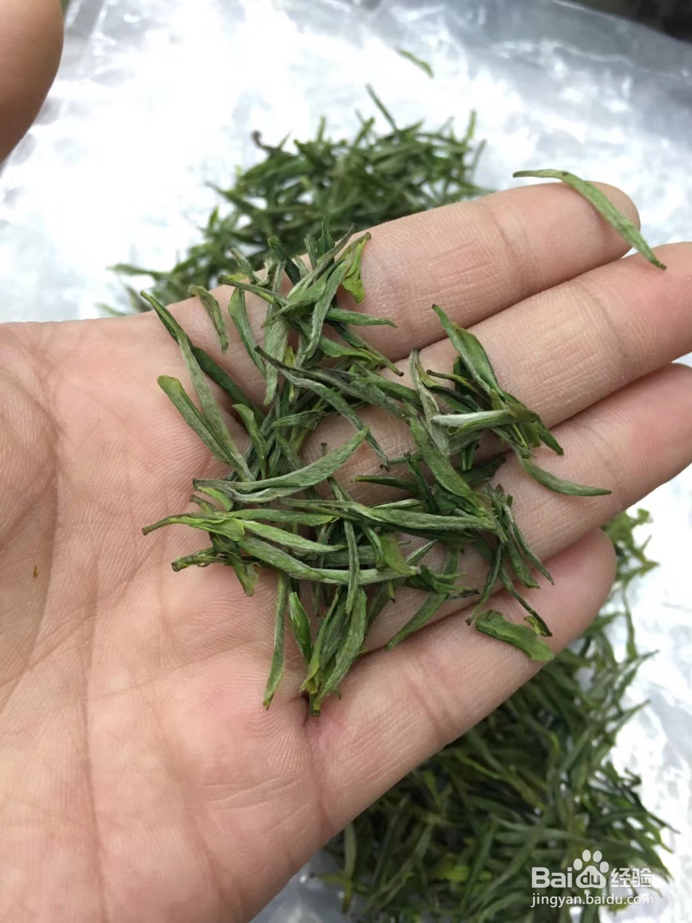 新茶与陈茶如何鉴别