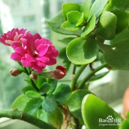 为什么长寿花不开花呢