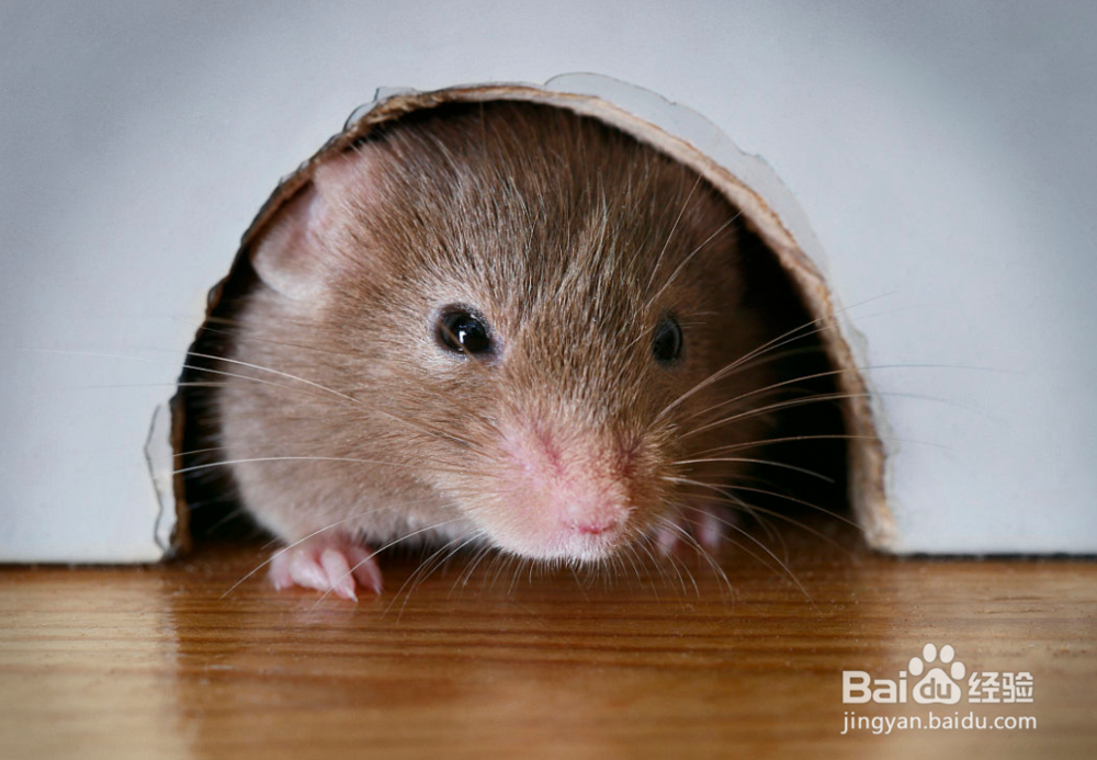 如何在家养只老鼠