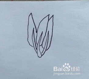 菠菜怎么画？