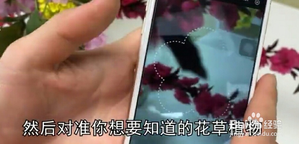 怎样利用微信来识别花草？