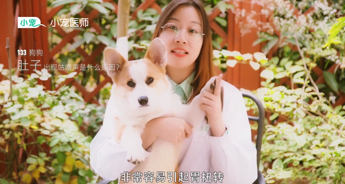 狗狗肚子为什么出现咕噜声
