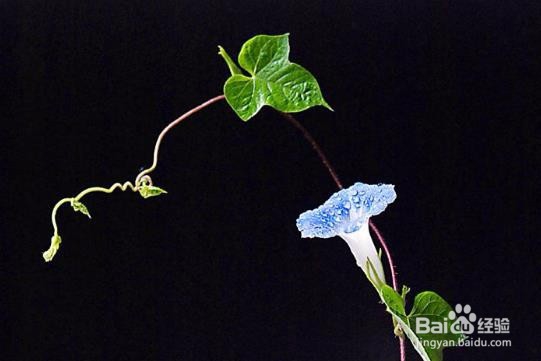 牵牛花怎么支撑