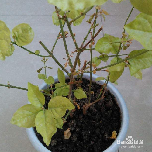 茉莉花枯萎了应该怎么挽救呢